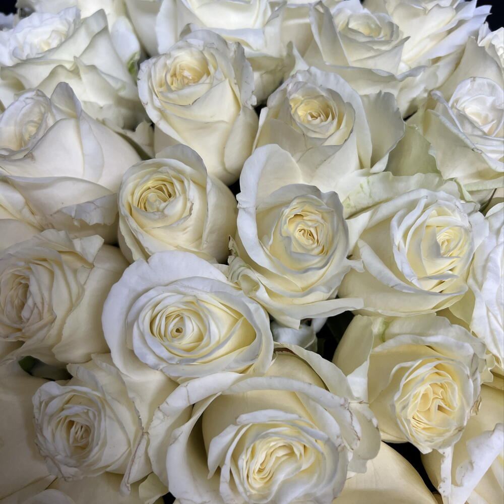 🌹КОМПОЗИЦИЯ ИЗ 51 КРУПНОЙ БЕЛОЙ РОЗЫ В ЧЕРНОЙ КОРОБОЧКЕ🌹